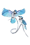 купить часы BLUE JAYS 